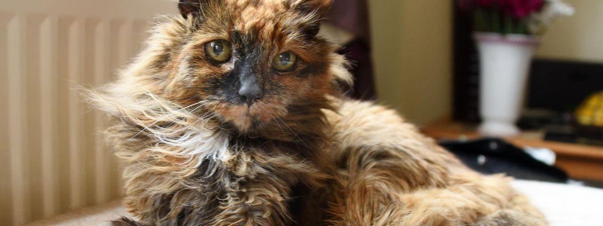 В Англии умерла самая старая кошка в мире — сколько лет ей было