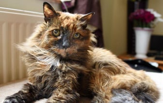 В Англии умерла самая старая кошка в мире — сколько лет ей было