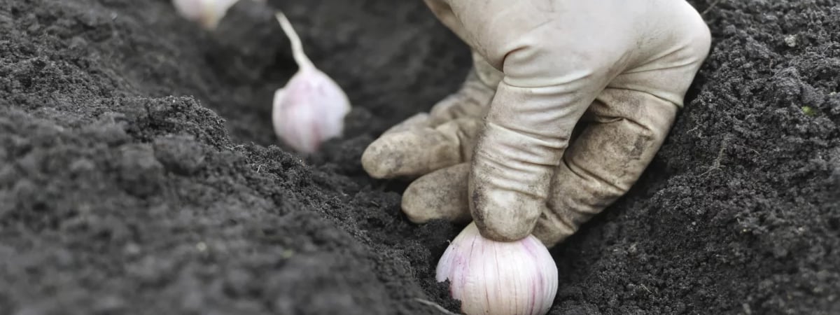 Эти 6 ошибок при посадке чеснока на зиму губят урожай. Какая дата, глубина и расстояние правильные? — Полезно