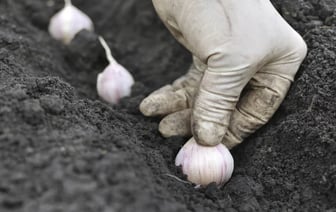 Эти 6 ошибок при посадке чеснока на зиму губят урожай. Какая дата, глубина и расстояние правильные? — Полезно