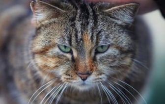 90-летняя брестчанка лишилась сумки, решив погладить котов