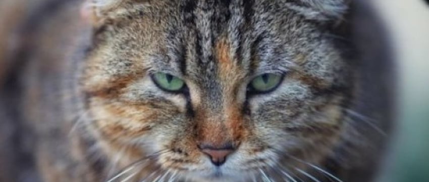90-летняя брестчанка лишилась сумки, решив погладить котов
