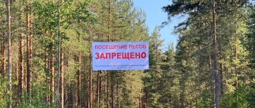 Минлесхоз предупредил об опасности для жизни при посещении лесов в ближайшие дни