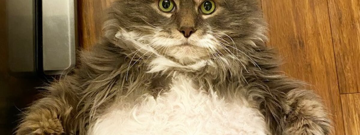 Сколько должны весить здоровые кошка и кот? Проверьте, нет ли у ваших ожирения