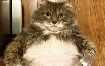 Сколько должны весить здоровые кошка и кот? Проверьте, нет ли у ваших ожирения