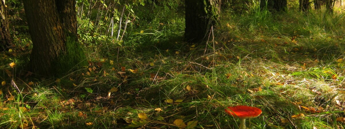 На участке одного из лесов Беларуси райисполком запретил убирать мусор. Почему?