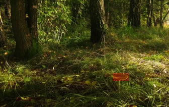 На участке одного из лесов Беларуси райисполком запретил убирать мусор. Почему?