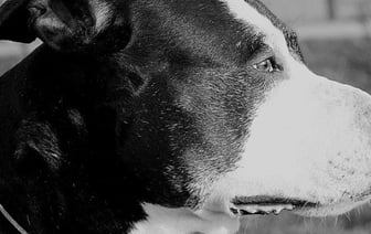 Суд вынес приговор мужчине, который сбросил собаку с четвертого этажа