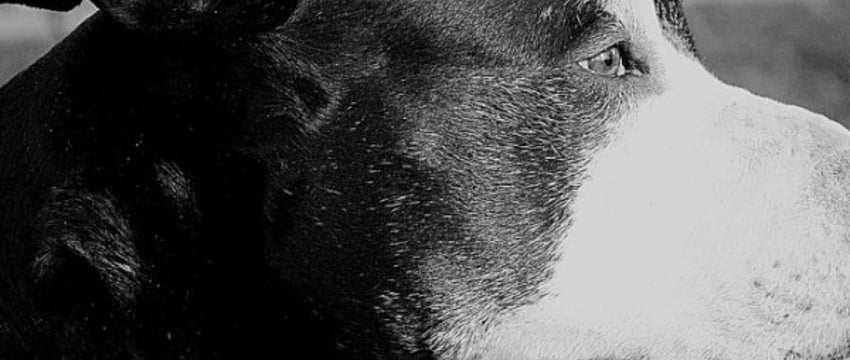 Суд вынес приговор мужчине, который сбросил собаку с четвертого этажа