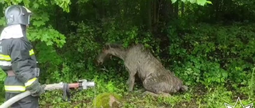Спасение животных в Беларуси