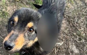 Суд вынес приговор мужчине, который отрезал уши собаке. Как наказали