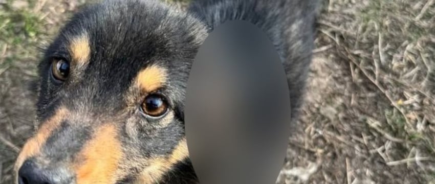 Суд вынес приговор мужчине, который отрезал уши собаке. Как наказали