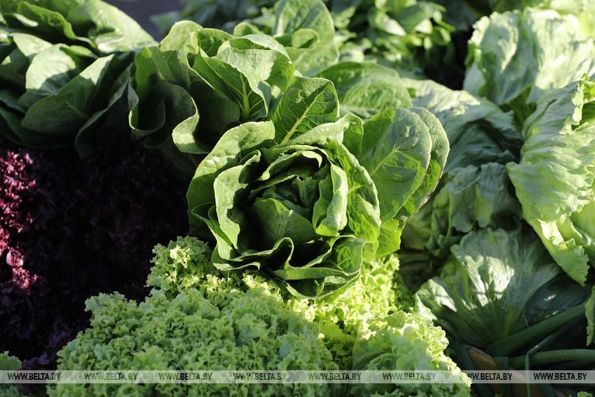 В Бресте стартовали осенние ярмарки - фоторепортаж