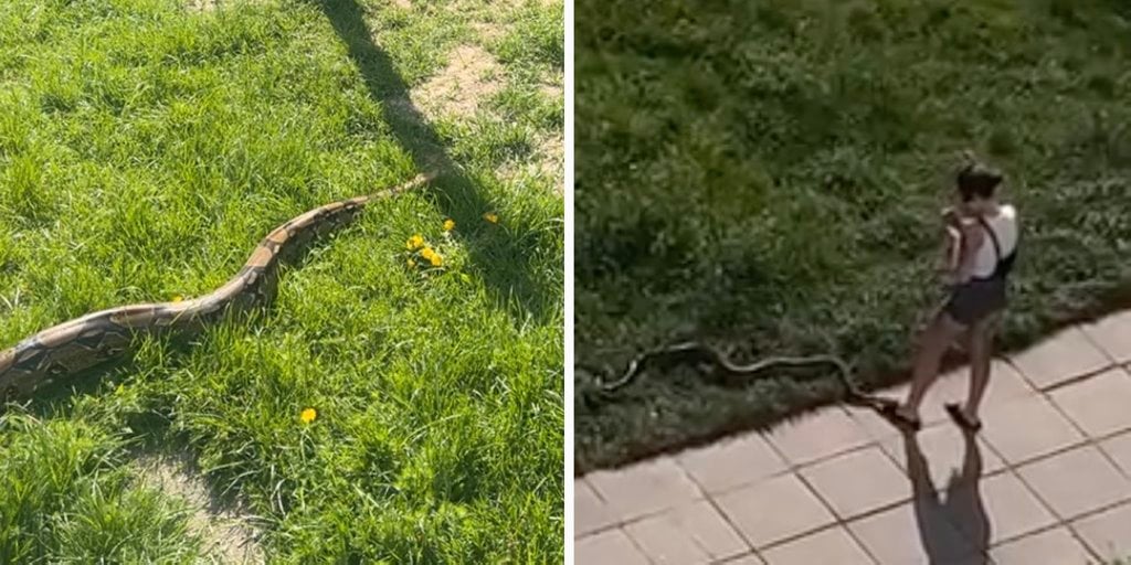 Белоруска выгуливала удава прямо во дворе — змея теперь звезда соцсетей