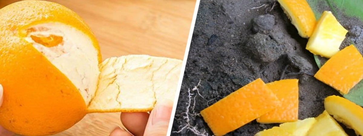 Как использовать апельсиновую кожуру на огороде? Сделайте удобрение и раствор для этих растений — Полезно