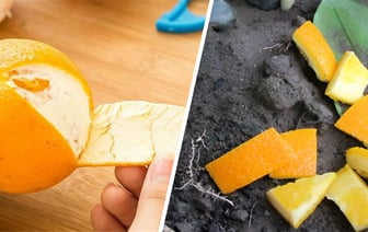 Как использовать апельсиновую кожуру на огороде? Сделайте удобрение и раствор для этих растений — Полезно