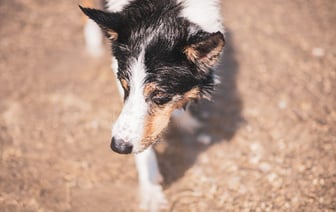 Убитый на границе Литвы с Беларусью контрабандист пытался наехать на пограничника
