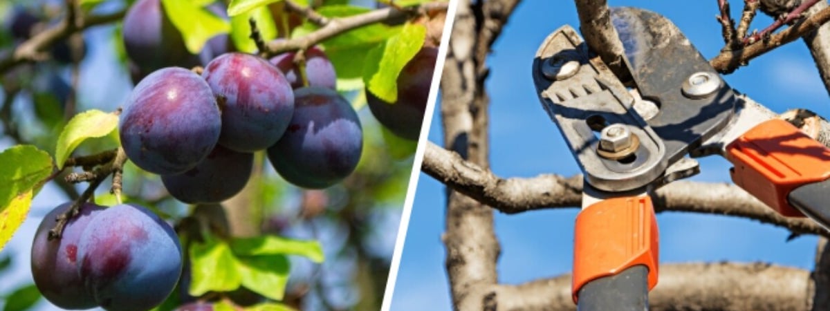 Как обрезать сливу весной? Такое прореживание ветвей улучшит качество плодов — Полезно