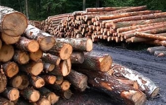 КГК начал проверять у белорусов древесину – что может быть не так