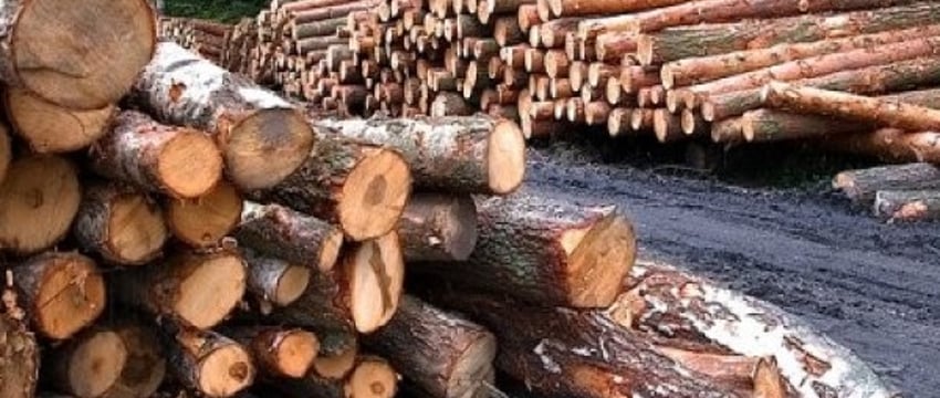 КГК начал проверять у белорусов древесину – что может быть не так