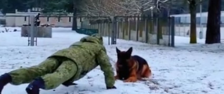 Белорусские пограничники показали, как отжимаются овчарки, и собрали 1,5 млн просмотров
