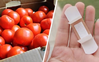 Зачем заклеивать помидоры пластырем? Повар раскрыл секрет, как это влияет на их сочность