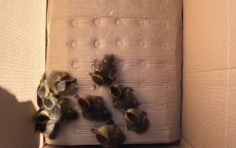 Спасение животных в Брестчине