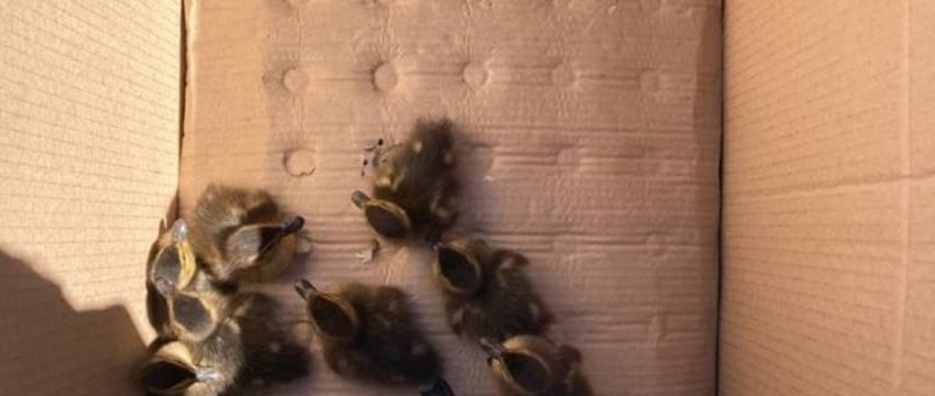 Спасение животных в Брестчине