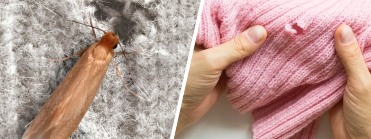 Как избавиться от моли в шкафу? Нашли 3 эффективных средства, которые защитят одежду без химии — Полезно