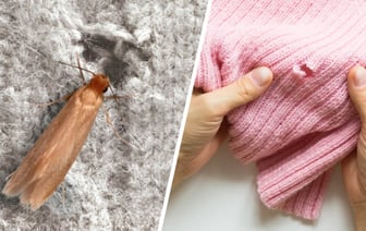 Как избавиться от моли в шкафу? Нашли 3 эффективных средства, которые защитят одежду без химии — Полезно