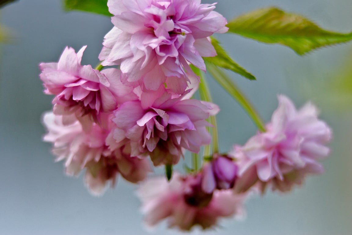 Сакура зацветает в Витебске на Вербницу. Фото Сергея Серебро