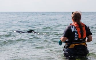 Более 80 тысяч человек подписали петицию за освобождение Алеся Беляцкого