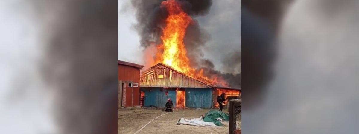 В Минском зоопарке сгорела конюшня — Видео