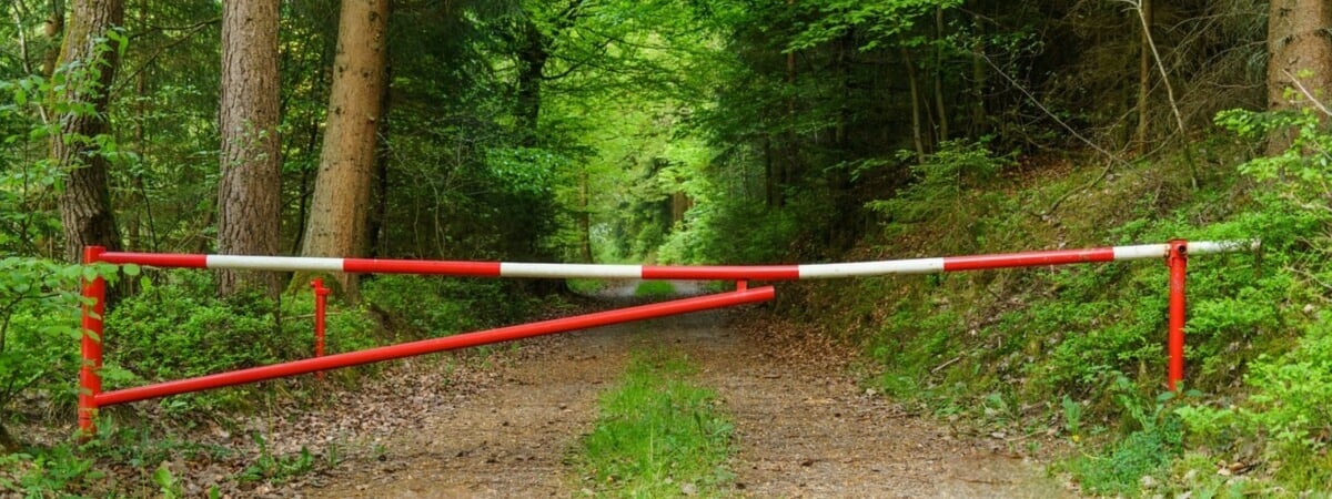 В Беларуси ввели ограничения на посещение лесов в 31 районе. За что грозит штраф?
