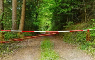 В Беларуси ввели ограничения на посещение лесов в 31 районе. За что грозит штраф?