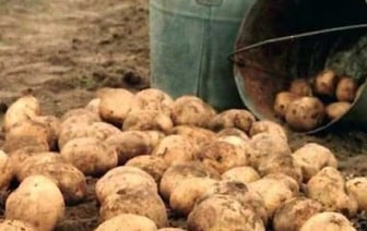 В Беларуси подростки устроились на подработку официантами, а их заставили мыть баню и чистить 40 килограмм картошки