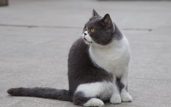 В Китае возмутились предоставленной США военной помощью Тайваню