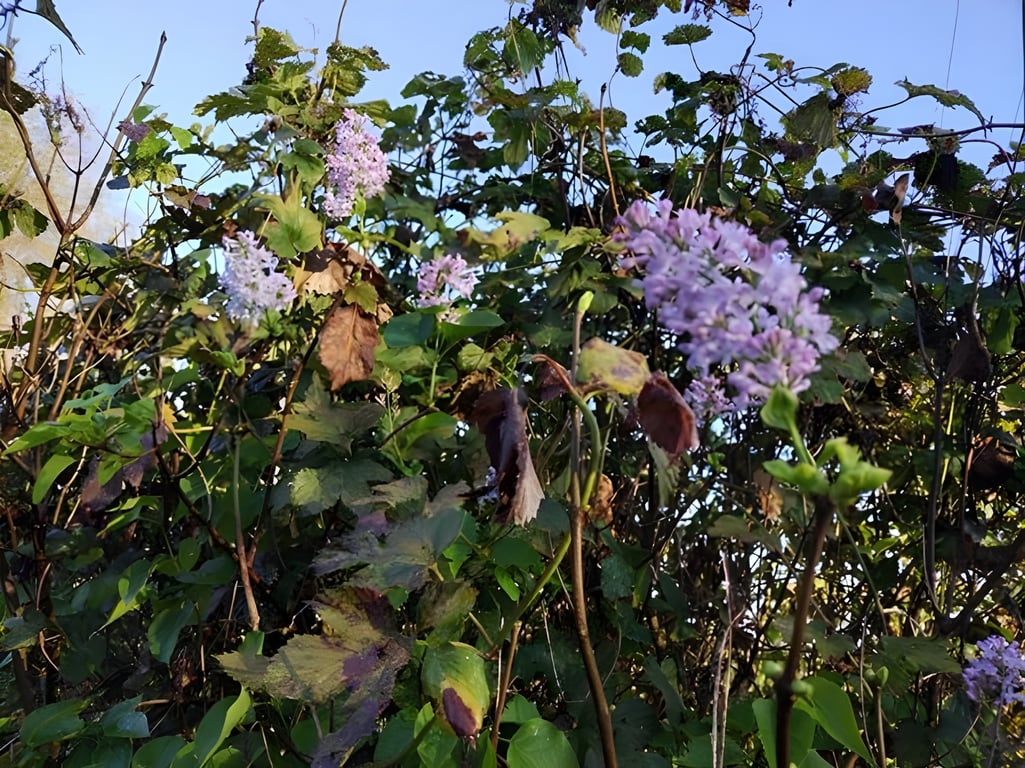 В Глубокском районе расцвела сирень и распустились ирисы. Фото Боріса Зайца /  vg-gazeta.by
