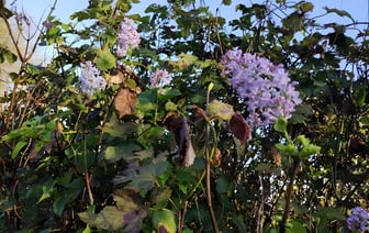 В Глубокском районе расцвела сирень и распустились ирисы