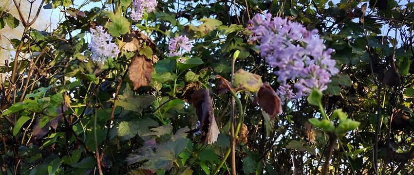 В Глубокском районе расцвела сирень и распустились ирисы