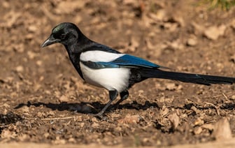 ЕФСР спрогнозировал замедление роста зарплат бюджетников в Беларуси. Почему?