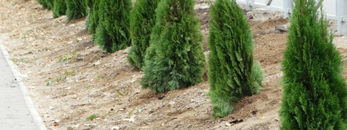 Как правильно поливать туи в ноябре? Вот в какое время это делать, чтобы не было грибка — Полезно