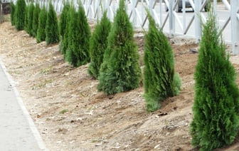 Как правильно поливать туи в ноябре? Вот в какое время это делать, чтобы не было грибка — Полезно