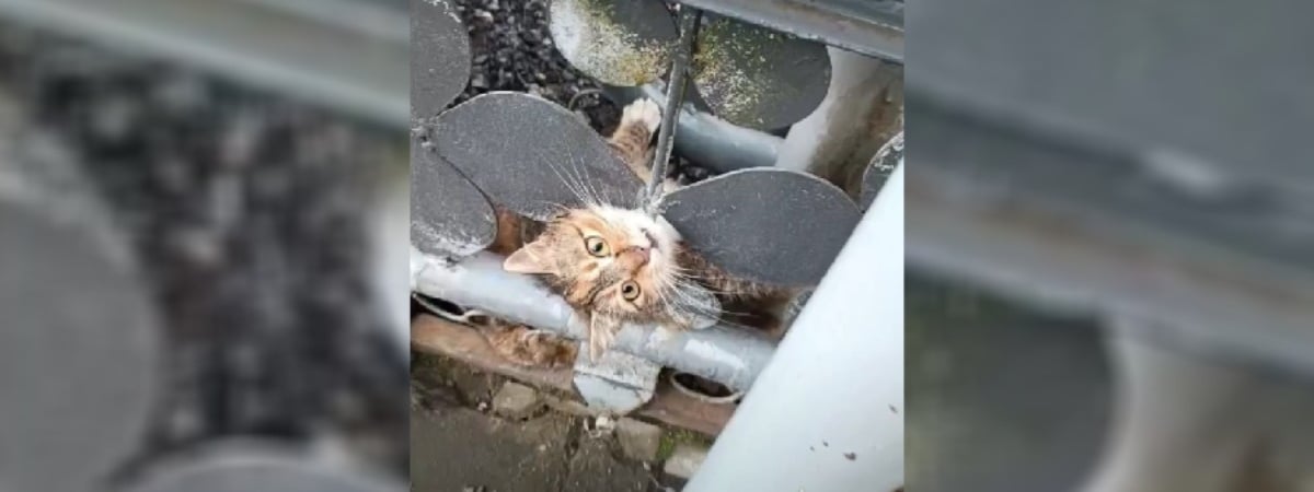 Белорусские спасатели показали, как спасли застрявшую в ограждении кошку — Видео