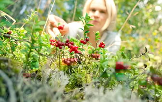 До 15 рублей за литр. Белорусы открыли сезон сбора и продажи брусники. Где купить за 5?