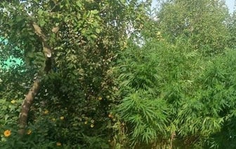 Садовод открыто растил коноплю на даче под Светлогорском