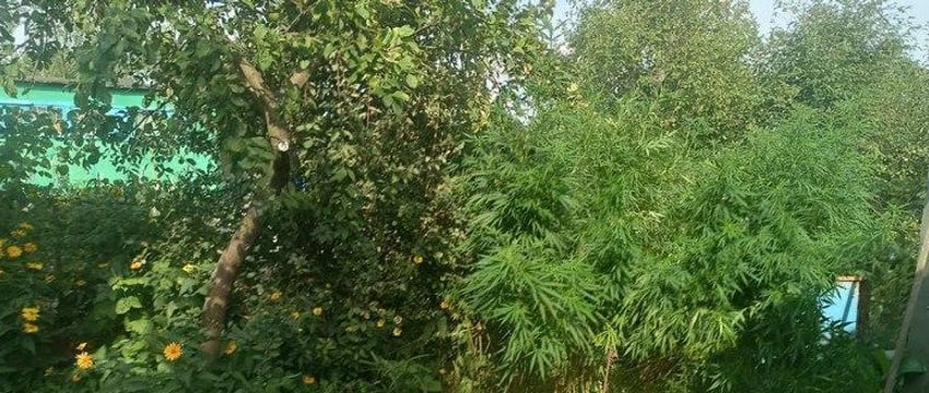 Садовод открыто растил коноплю на даче под Светлогорском