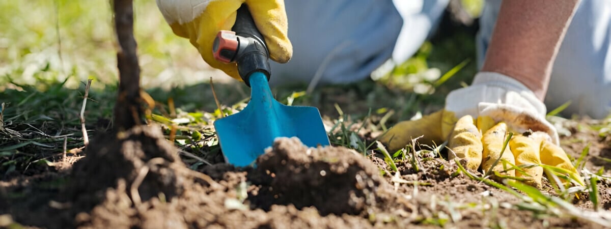 Подкормите деревья и кусты осенью этим удобрением. Ветки будут ломиться от урожая летом — Полезно