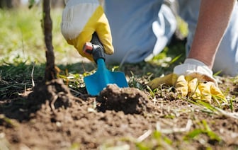 Подкормите деревья и кусты осенью этим удобрением. Ветки будут ломиться от урожая летом — Полезно