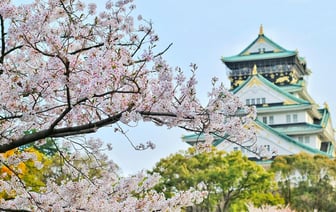 В Японии обеспокоены ранним цветением сакуры после рекордно теплой зимы